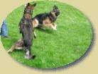 Lukas und Lady- Wer ist schneller * 448 x 336 * (68KB)